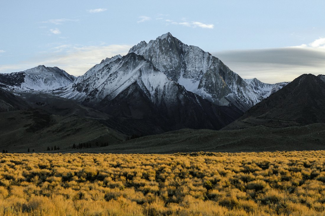 A snow-capped peak rising above a field of golden grass